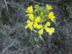Erysimum rhaeticum
