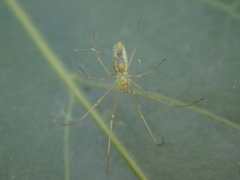 Tetragnatha squamata