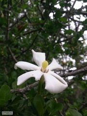 Gardenia cornuta