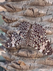 Hamadryas amphinome mazai