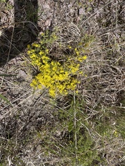 Hudsonia ericoides