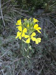 Erysimum rhaeticum