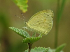 Eurema elathea flavescens