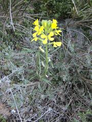 Erysimum rhaeticum
