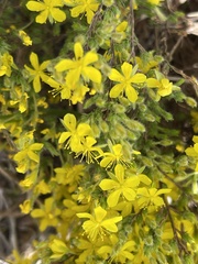 Hudsonia ericoides