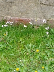 Cardamine pratensis