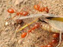 Dorymyrmex planidens