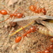 Dorymyrmex planidens - Photo (c) Guillermo Debandi, some rights reserved (CC BY), uploaded by Guillermo Debandi