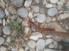 Scolopendra sumichrasti