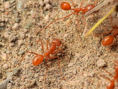 Dorymyrmex planidens