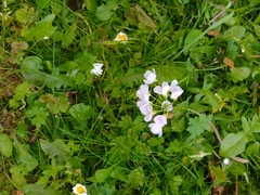 Cardamine pratensis