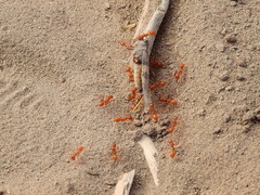 Dorymyrmex planidens