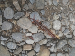 Scolopendra sumichrasti
