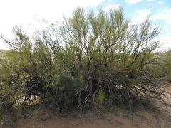 Ephedra boelckei