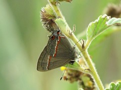 Electrostrymon endymion