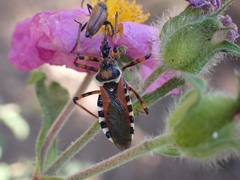 Rhynocoris punctiventris