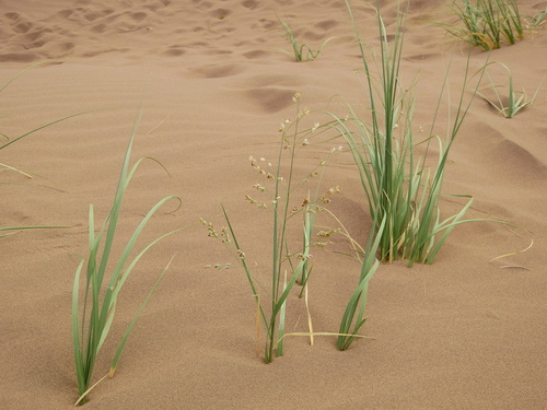 Image of Panicum urvilleanum by (c) Guillermo Debandi, some rights reserved (CC BY)