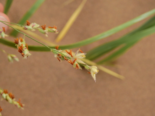 Image of Panicum urvilleanum by (c) Guillermo Debandi, some rights reserved (CC BY)