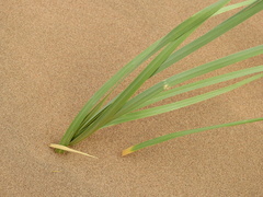 Panicum urvilleanum