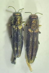 Agrilus egeniformis