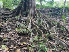 Ficus costaricana