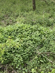 Allium ursinum