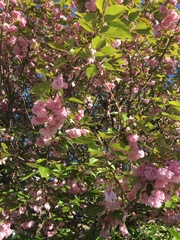 Prunus