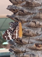 Hamadryas amphinome mazai