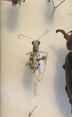 Ellipsoptera lepida