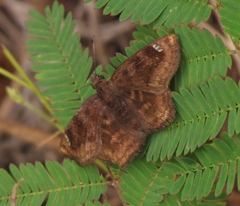 Nisoniades macarius