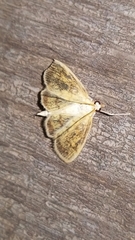 Crocidophora tuberculalis