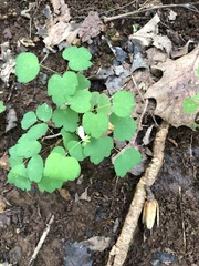 Thalictrum thalictroides