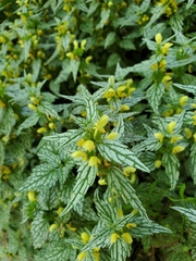Lamium galeobdolon flavidum