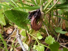 Aristolochia scabridula