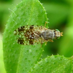 Tephritis matricariae