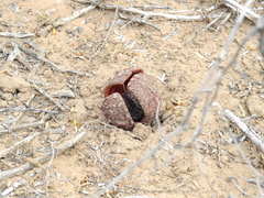 Prosopanche americana