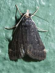 Loxostegopsis merrickalis
