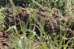 Sus scrofa domesticus