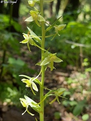 Platanthera holmboei