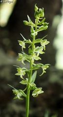 Platanthera holmboei