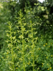 Platanthera holmboei