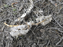 Lycalopex gymnocercus