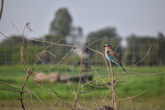 Coracias benghalensis