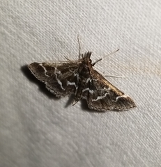 Diasemiodes janassialis
