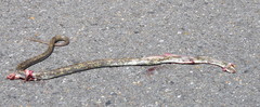 Coluber constrictor etheridgei