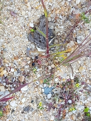 Camponotus sylvaticus