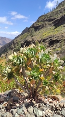 Aeonium percarneum
