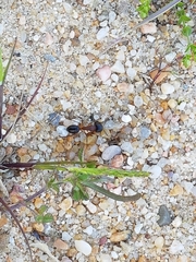 Camponotus sylvaticus