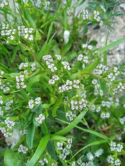 Valerianella pumila