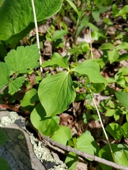 Trillium cernuum